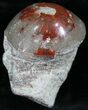 Pennsylvanian Aged Red Agatized Horn Coral - Utah #26358-1